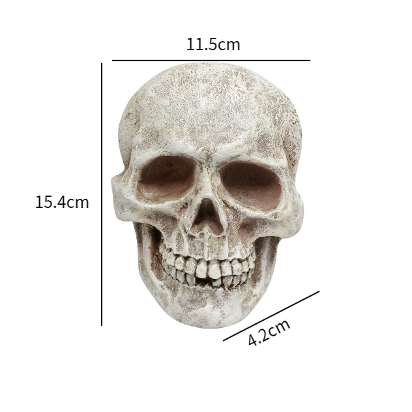 Amazon.co.jp: Generic 人間の頭蓋骨像 ハロウィーンデコレーション